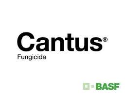 Cantus - 0